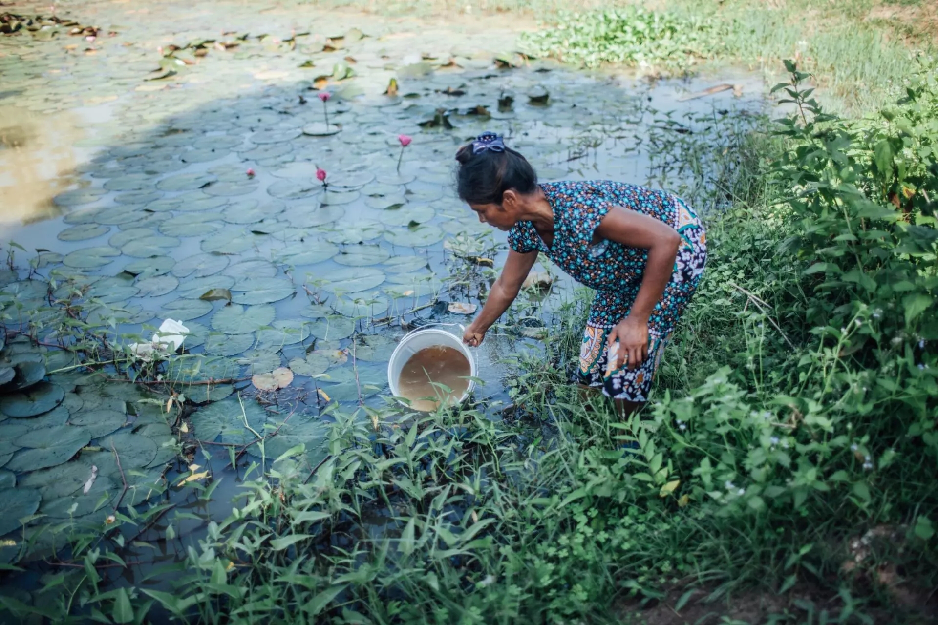 A woman collects water from an open pond in Cambodia for her family.
